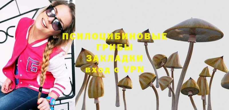 Галлюциногенные грибы Psilocybe  Новозыбков 